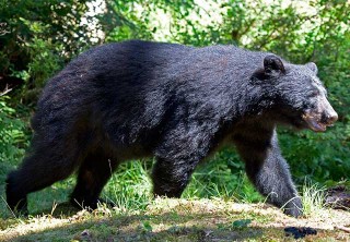 Photo of Black Bear at Neets Bay Hatchery